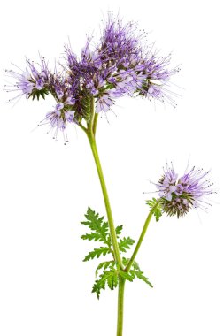 Light purple flowers of phacelia, isolated on white background