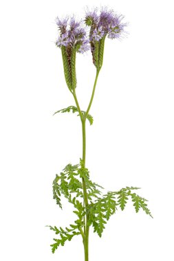 Light purple flowers of phacelia, isolated on white background