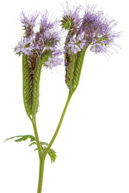 Light purple flowers of phacelia, isolated on white background