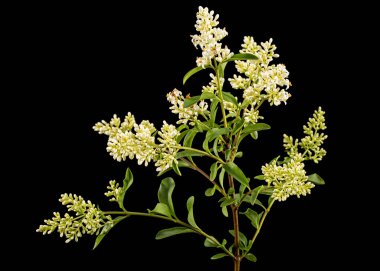 Inflorescence of privet, lat. Ligustrum, isolated on black background