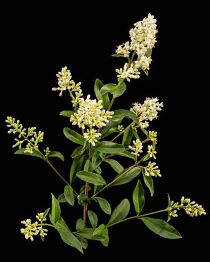 Inflorescence of privet, lat. Ligustrum, isolated on black background