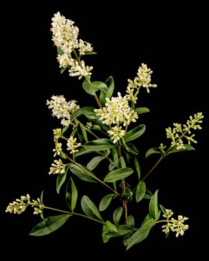 Inflorescence of privet, lat. Ligustrum, isolated on black background