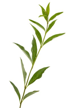 Twig of privet with green foliage , lat. Ligustrum, isolated on white background