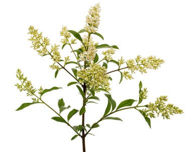 Inflorescence of privet, lat. Ligustrum, isolated on white background