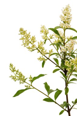 Inflorescence of privet, lat. Ligustrum, isolated on white background