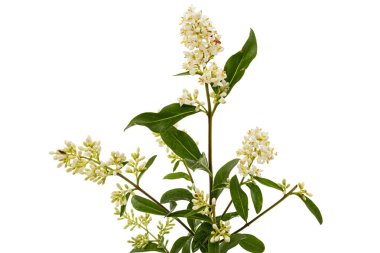 Inflorescence of privet, lat. Ligustrum, isolated on white background