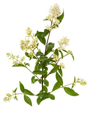 Inflorescence of privet, lat. Ligustrum, isolated on white background