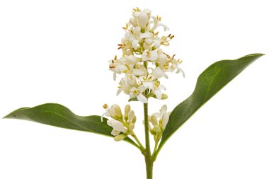 Inflorescence of privet, lat. Ligustrum, isolated on white background
