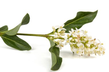 Inflorescence of privet, lat. Ligustrum, isolated on white background