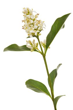 Inflorescence of privet, lat. Ligustrum, isolated on white background