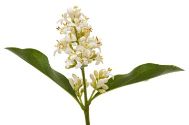 Inflorescence of privet, lat. Ligustrum, isolated on white background