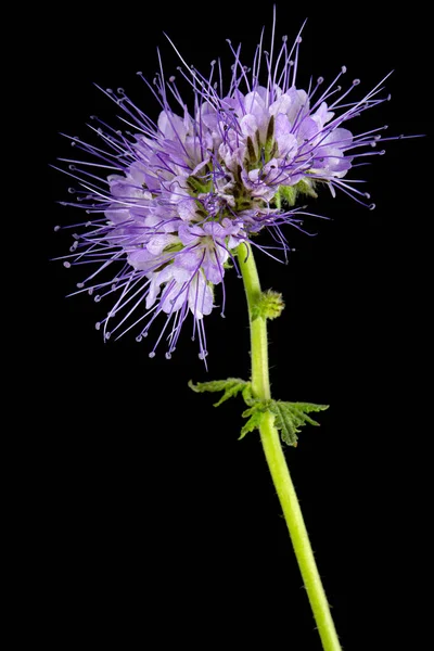 Hellviolette Blüten Der Phacelia Isoliert Auf Schwarzem Hintergrund — Stockfoto