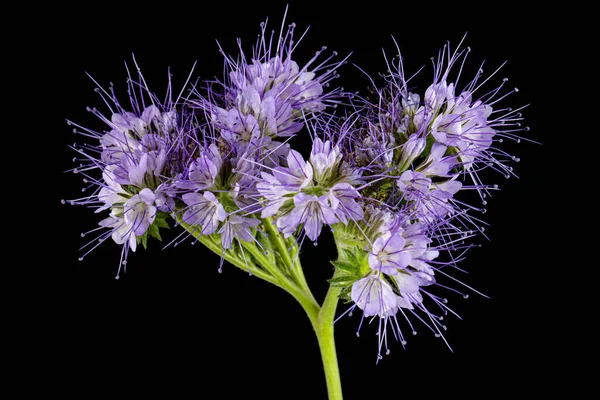 Light purple flowers of phacelia, isolated on black background
