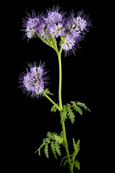 Light purple flowers of phacelia, isolated on black background