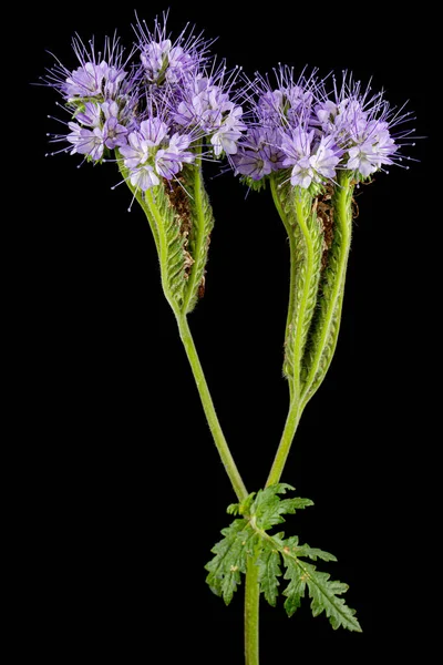 Light purple flowers of phacelia, isolated on black background