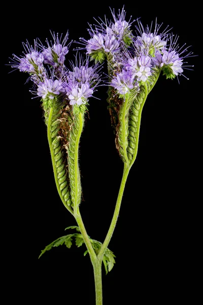 Light purple flowers of phacelia, isolated on black background