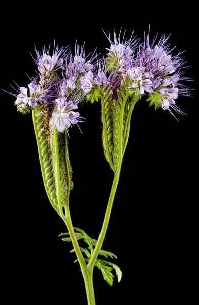 Light purple flowers of phacelia, isolated on black background