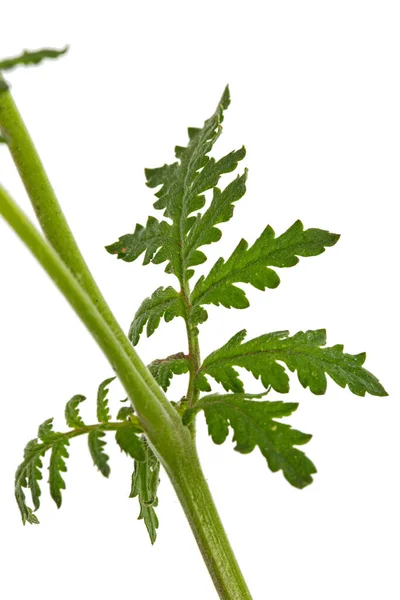 Foglie Verdi Phacelia Isolate Fondo Bianco — Foto Stock