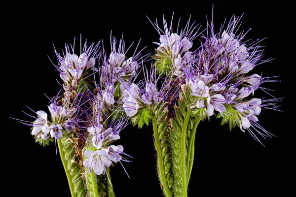 Light purple flowers of phacelia, isolated on black background