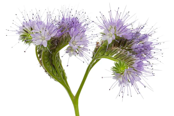Light purple flowers of phacelia, isolated on white background