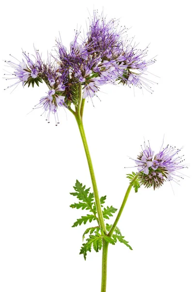 Light purple flowers of phacelia, isolated on white background