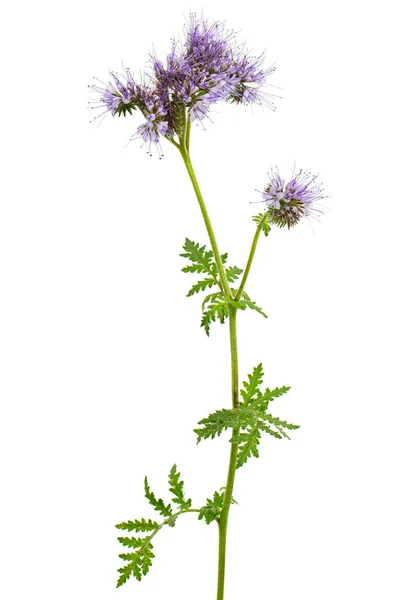 Světle Fialové Květy Phacelia Izolované Bílém Pozadí — Stock fotografie