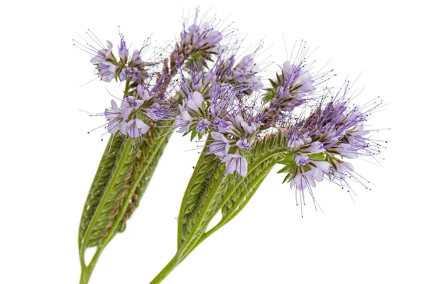 Light purple flowers of phacelia, isolated on white background