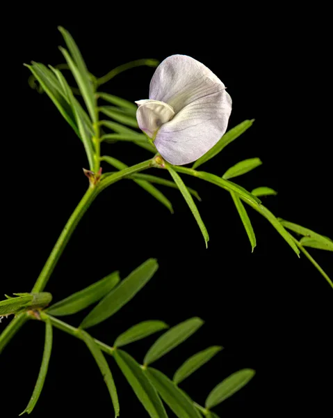 Light Violet Flowers Wild Sweet Pea Isolated Black Background — Φωτογραφία Αρχείου
