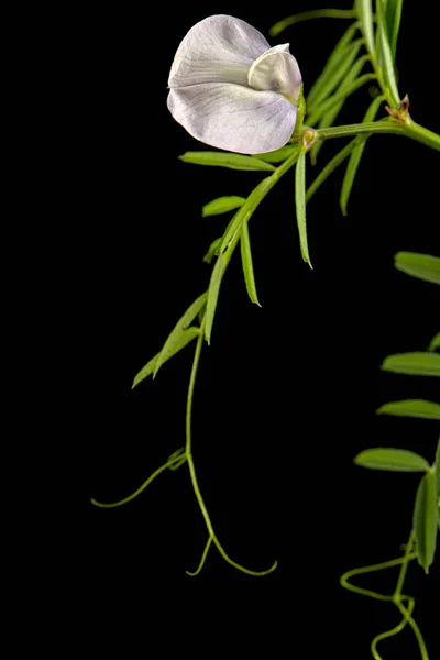 Jasne Fioletowe Kwiaty Dzikiego Groszku Izolowane Czarnym Tle — Zdjęcie stockowe