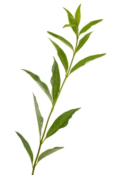 Twig Privet Green Foliage Lat Ligustrum Isolated White Background — Φωτογραφία Αρχείου