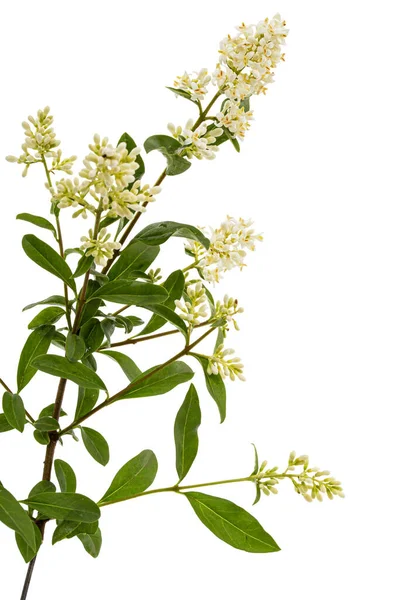Inflorescence of privet, lat. Ligustrum, isolated on white background