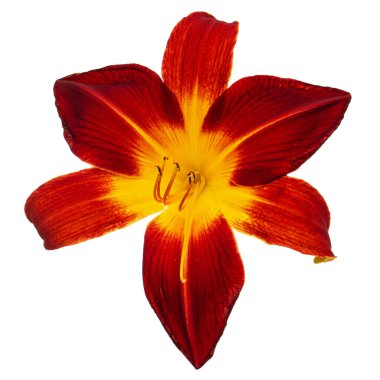 Burgonya sarısı çiçekli, lat.Hemerocallis, beyaz arka planda izole edilmiş.