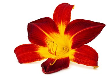 Burgonya sarısı çiçekli, lat.Hemerocallis, beyaz arka planda izole edilmiş.