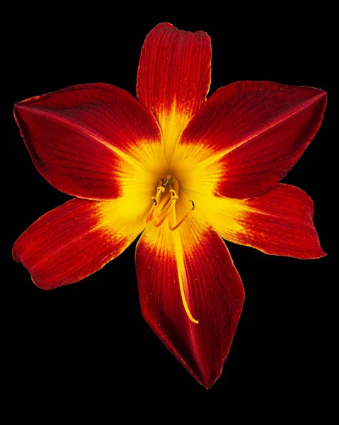 Burgundzko Żółty Kwiat Lilii Dziennej Lat Hemerocallis Izolowany Czarnym Tle — Zdjęcie stockowe
