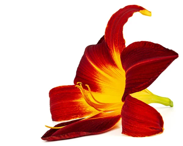 Burgunder Gelbe Blume Der Taglilie Lat Hemerocallis Isoliert Auf Weißem — Stockfoto