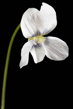 Menekşenin beyaz çiçeği, Lat. Viola odorata, siyah arkaplanda izole edilmiş.