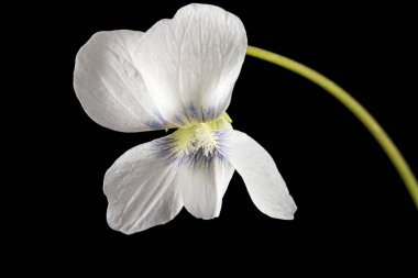 Menekşenin beyaz çiçeği, Lat. Viola odorata, siyah arkaplanda izole edilmiş.