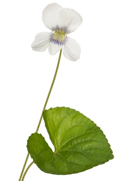 White Flower Violet Lat Viola Odorata Isolated White Background Royalty Free Stock Photos