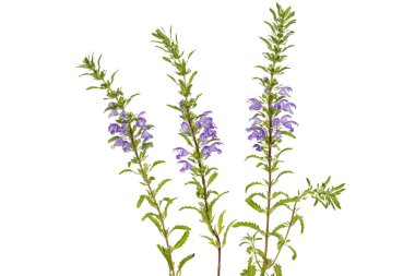 Flowering twig of Moldavian dragonhead,  lat. Dracocephalum moldavica, isolated on white background