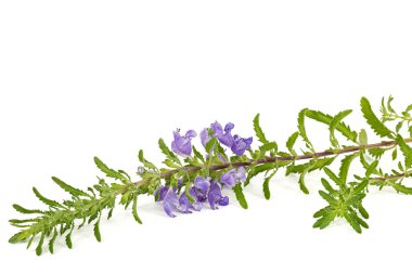 Flowering twig of Moldavian dragonhead,  lat. Dracocephalum moldavica, isolated on white background