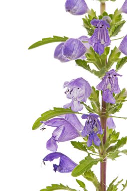 Flowering twig of Moldavian dragonhead,  lat. Dracocephalum moldavica, isolated on white background