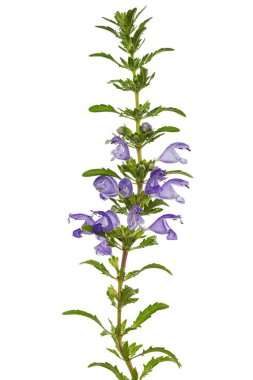 Flowering twig of Moldavian dragonhead,  lat. Dracocephalum moldavica, isolated on white background