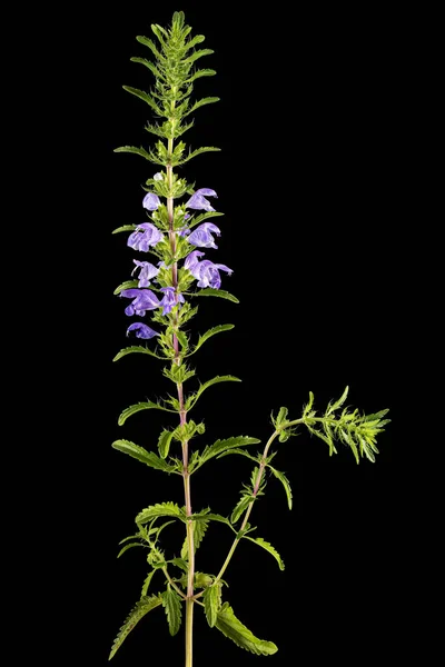 Flowering Twig Moldavian Dragonhead Lat Dracocephalum Moldavica Isolated Black Background — Φωτογραφία Αρχείου