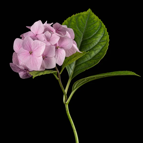 Infiorescenza Dei Fiori Teneramente Rosa Ortensia Isolati Sfondo Nero — Foto Stock