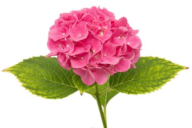 Beyaz arka planda izole edilmiş, ortancanın pembe çiçeklerinin infloresansı.