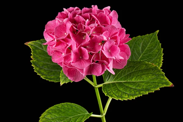 Infiorescenza Dei Fiori Rosa Ortensia Isolati Sfondo Nero — Foto Stock