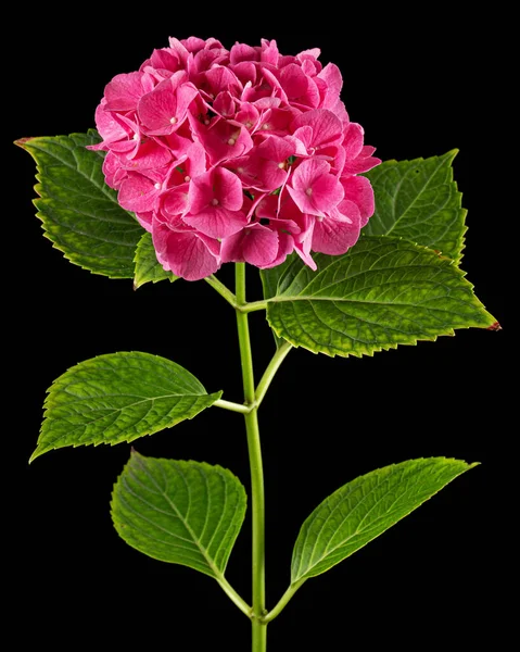 Inflorescence Pink Flowers Hydrangea Isolated Black Background — Stok Foto