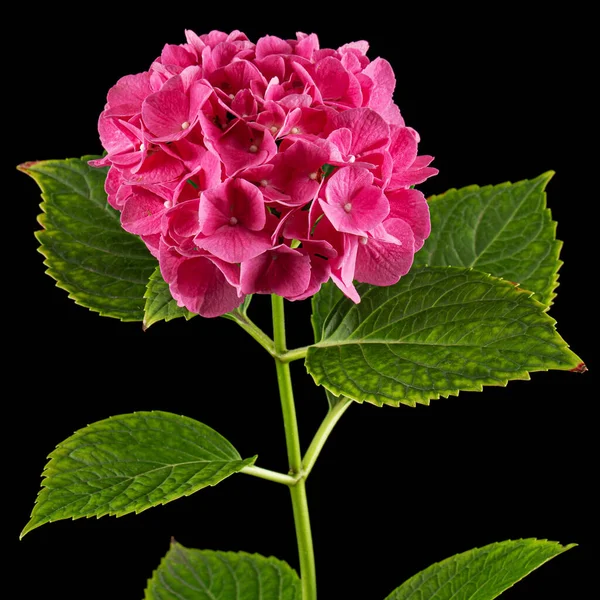 Inflorescence Pink Flowers Hydrangea Isolated Black Background — Stok Foto