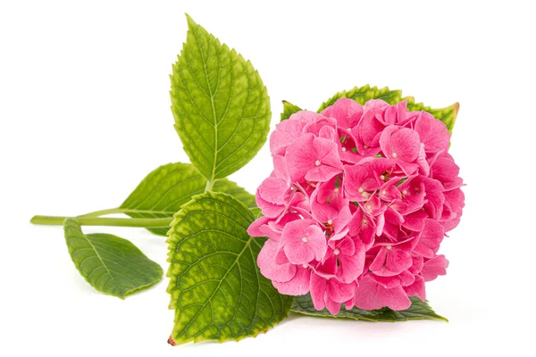 Inflorescência Das Flores Rosa Hortênsia Isolado Fundo Branco — Fotografia de Stock