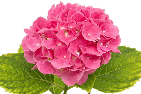 Inflorescence Des Fleurs Roses Hortensia Isolée Sur Fond Blanc — Photo